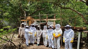 Un innovador proyecto de apicultura de manglar, impulsa la regional del Ministerio de Desarrollo Agropecuario (MIDA) en Coclé, a través de la Agencia de Servicio de Extensión de Aguadulce.