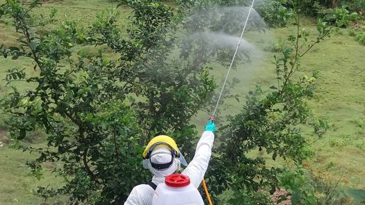 El Ministerio de Desarrollo Agropecuario (MIDA) dio un nuevo paso en la protección de la salud pública y el medio ambiente al firmar una resolución que prohíbe el uso de ocho plaguicidas altamente peligrosos (PAP’s) en la agricultura panameña. El Ministerio de Desarrollo Agropecuario (MIDA) dio un nuevo paso en la protección de la salud pública y el medio ambiente al firmar una resolución que prohíbe el uso de ocho plaguicidas altamente peligrosos (PAP’s) en la agricultura panameña.