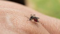 El Ministerio de Salud (Minsa), a través de su sistema de vigilancia epidemiológica, continúa fortaleciendo las estrategias de prevención y control de enfermedades transmitidas por vectores, logrando una disminución significativa en los casos de dengue y malaria en comparación con el año anterior. El Ministerio de Salud (Minsa), a través de su sistema de vigilancia epidemiológica, continúa fortaleciendo las estrategias de prevención y control de enfermedades transmitidas por vectores, logrando una disminución significativa en los casos de dengue y malaria en comparación con el año anterior.