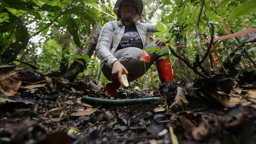 Barro Colorado, la isla laboratorio en el Canal de Panamá que estudia la crisis climática