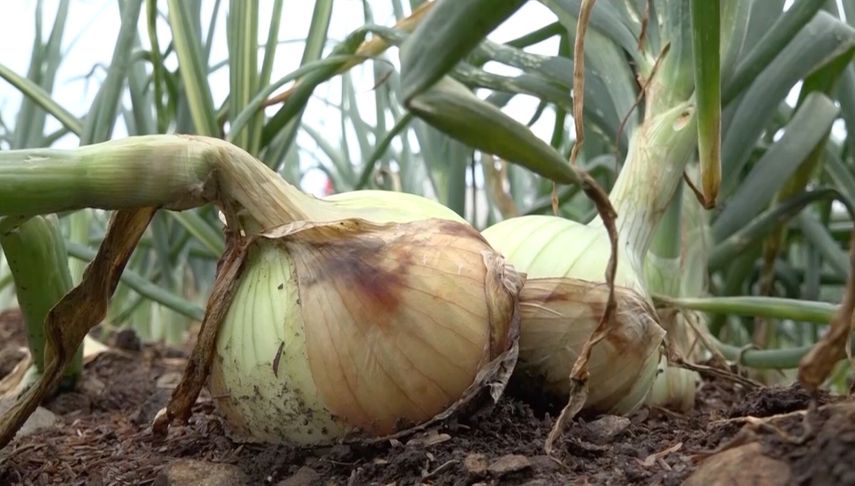 Productores del agro de Tierras Altas en alerta