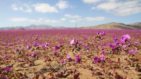 Inusuales lluvias hacen florecer al árido desierto de Atacama en Chile