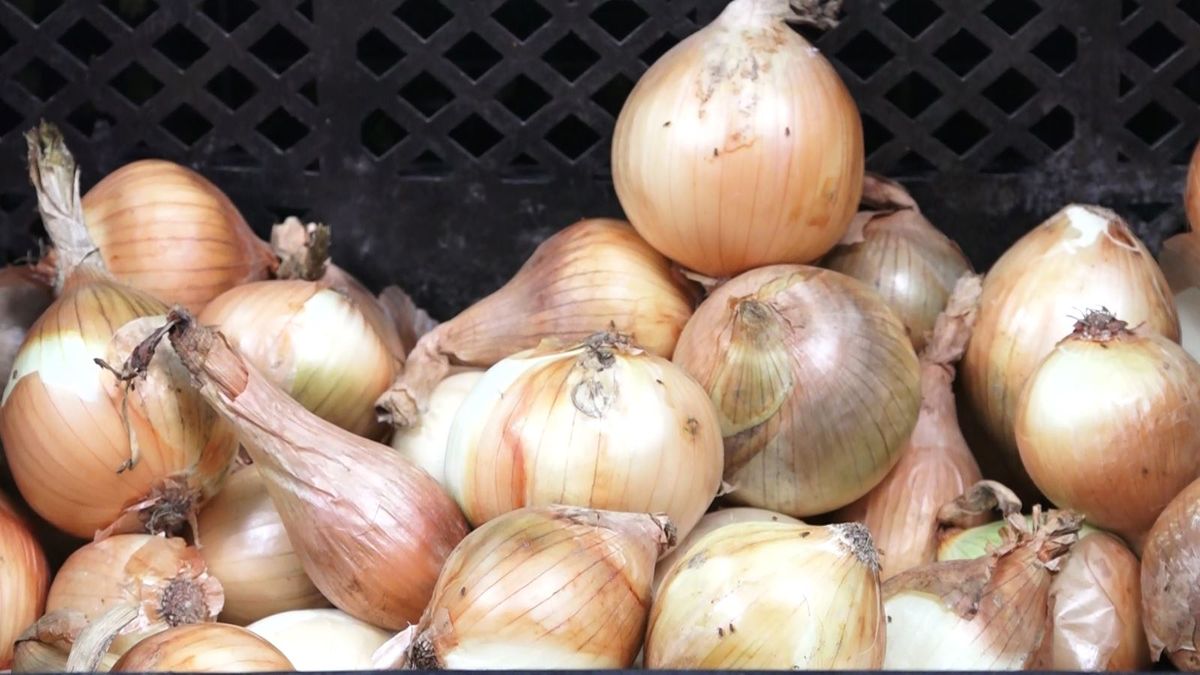 Compra de cebolla forma parte de un acuerdo del IMA.