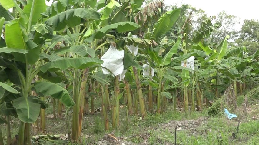 Los productores afirman que están robando hasta 4 mil plátanos de platanares por lo cual solicitan al Gobierno
