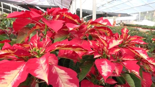 Boquete con gran demanda en venta de flores de navidad
