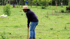 Este año, MiAmbiente&nbsp;en Chiriquí, trabajará con las modalidades de enriquecimiento de áreas de protección a fuentes de agua, sistema silvopastoril y plantación.
