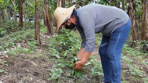 Productores buscan mejorar café con adaptación al cambio climático