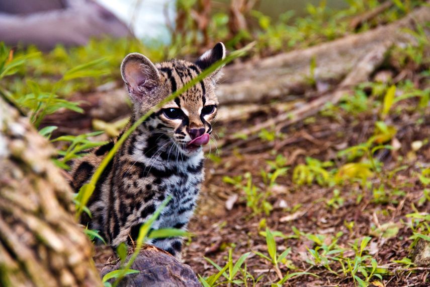 Felinos silvestres de Panamá enfrentan amenazas por pérdida de hábitat