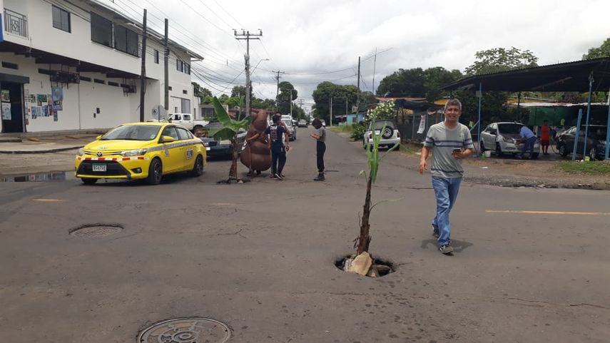 Para llamar la atención del MOP en David, algunas personas se han dado en la tarea de sembrar matas de plátanos o colocar piedras con el fin de llamar la atención de las autoridades.