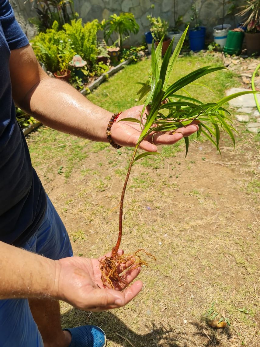Árbol panameño será plantado en los jardines del Vaticano