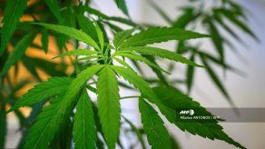 Aprueban en primer debate uso medicinal del cannabis