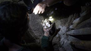 Huevos de tortuga de Panamá son riesgo de salud por contaminación