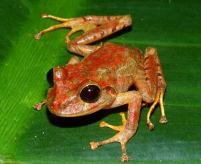 Costa Rica busca cómo mantener una reforestación exitosa.