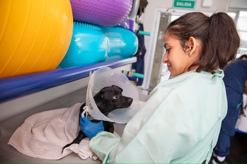 Panamá estudia el éxito de Chivo Pets en El Salvador para desarrollar hospital veterinario