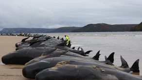 Carrera contrarreloj para salvar a ballenas varadas en playa de Australia