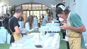 La cata nacional de Best of Panama culmina este fin de semana tras la evaluación de 74 lotes de los que solo unos 24 con los puntajes más altos pasarán al proceso de cata internacional y de allí seleccionados para la subasta electrónica mundial.