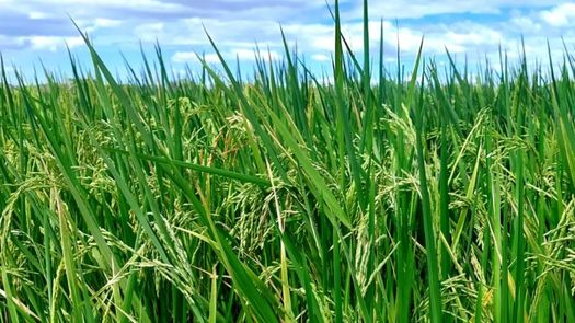 La presentación de este proyecto piloto, que será dirigido a 100 productores de arroz de todo el país y comenzará en Chiriquí y Veraguas.