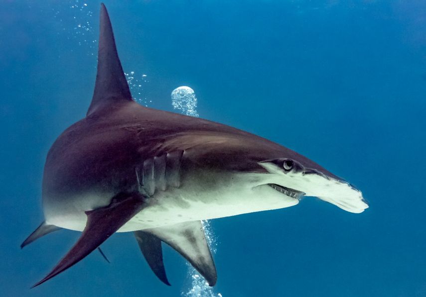 Si el plenario da luz verde, "sería una decisión histórica, ya que por primera vez CITES estaría manejando un número muy grande de especies de tiburones, que sería aproximadamente el 90% del mercado".