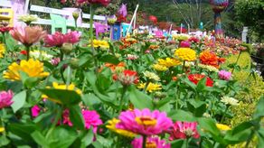 El patronato informó que siguen manteniendo los jardines de flores hasta que las condiciones del tiempo en la Feria de Boquete lo permitan.
