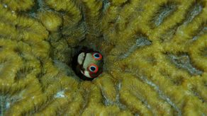 El análisis de la “caja negra” de peces fosilizados en dos arrecifes de coral del Caribe, en Panamá y la República Dominicana, ha evidenciado el declive actual de la biodiversidad en estos ecosistemas, donde la cadena trófica se ha reducido en un 70% respecto a tiempos prehistóricos.