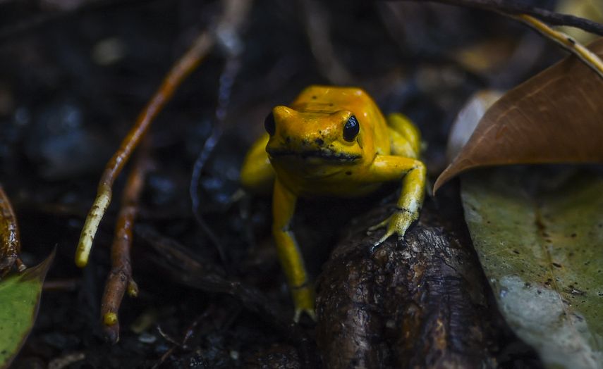 Panamá se prepara para el décimo tercer Festival de la Rana Dorada. Panamá se prepara para el décimo tercer Festival de la Rana Dorada.