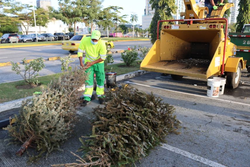 Etesa y Alcaldía promueven reciclaje de arbolitos de Navidad