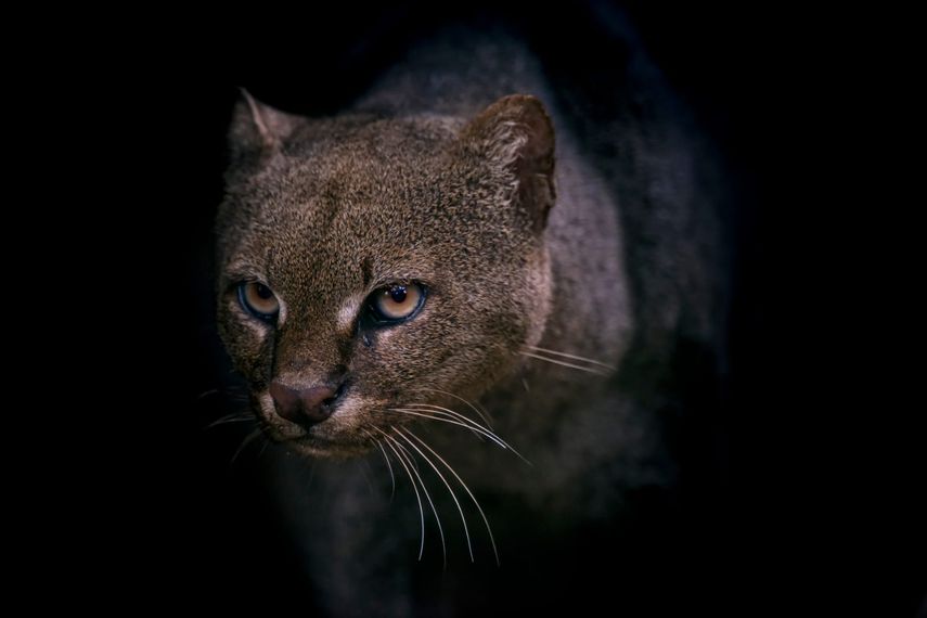 Un jaguarundi regresa a su hábitat en Panamá tras un año de rehabilitación Un jaguarundi regresa a su hábitat en Panamá tras un año de rehabilitación