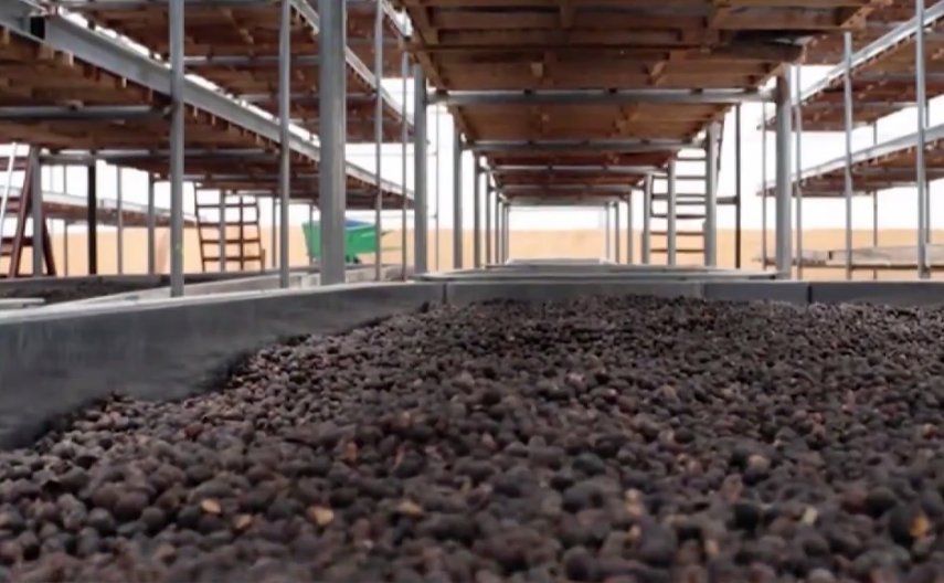 Los productores de café se preparan para la competencia Lo Mejor de Panamá