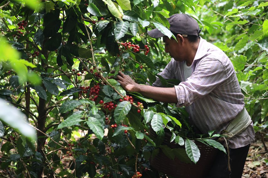 Café geisha panameño se impone subasta privada con más de 7.000 dólares el kilo