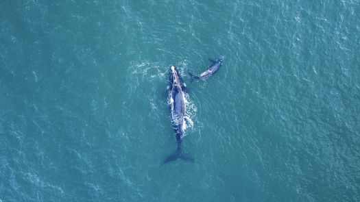 Primer tratado internacional de protección de la altamar. Foto: AFP