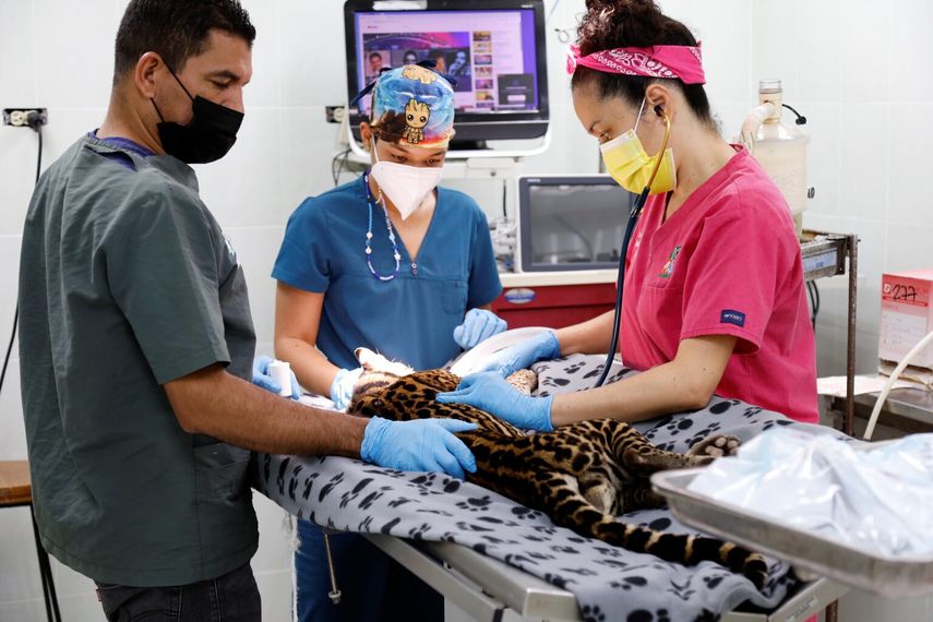 MiAMBIENTE por inaugurar hospital para especies silvestres