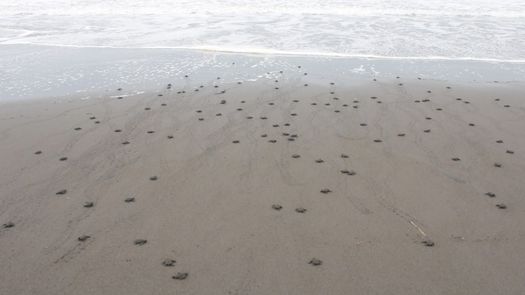 En esta semana se liberaron 507 neonatos de tortugas de la especie Lora, a través del programa de MiAmbiente en playa La Barqueta.