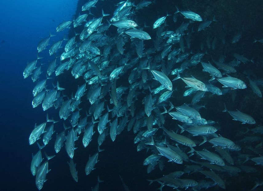 Panamá: Científicos estudian 'migravía' submarina. Panamá: Científicos estudian 'migravía' submarina.