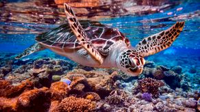 Panamá asiste a reunión en Ecuador para tratar protección de tortugas marinas