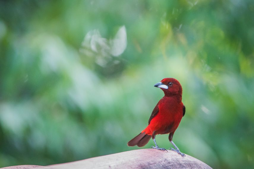 MiAmbiente advierte sobre graves efectos de la pirotecnia en aves y animales silvestres