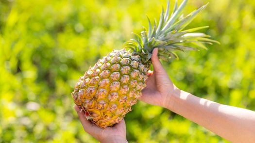 Piña de La Chorrera conquista mercados internacionales con récord de exportaciones
