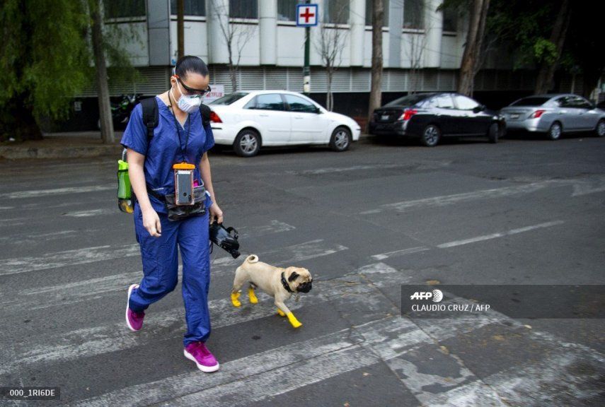 Harley, el perro terapeuta que alivia el estrés de médicos mexicanos