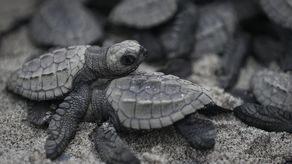Liberan 280 bebés de tortuga lora