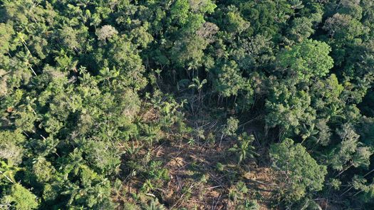 Petro se retracta de su anuncio sobre rescate de niños indígenas en la selva colombiana
