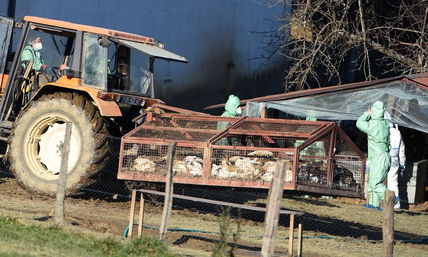 Desde el primer caso detectado en el norte de Francia a finales de noviembre, el virus se propagó a 1.364 granjas, más de la mitad en el oeste del país.