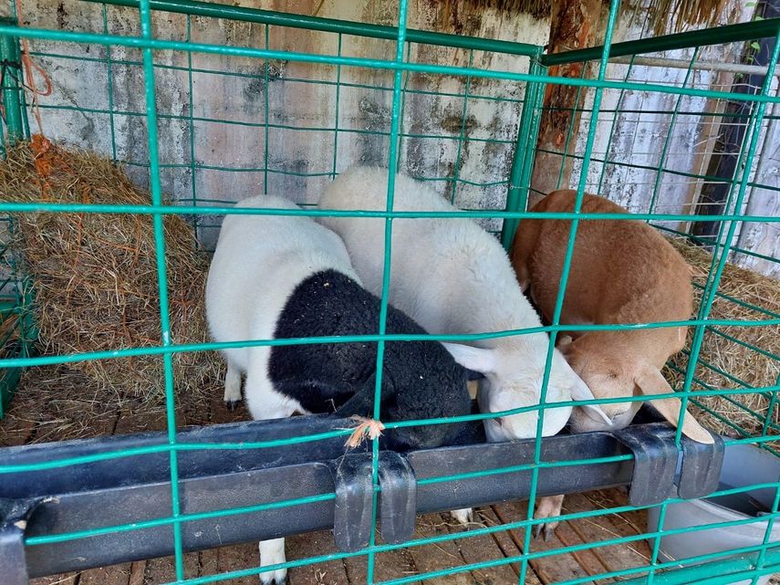 Expertos de la IDIAP evalúan nuevas razas ovinas en la Estación Experimental en Gualaca con el objetivo de poder adaptarlas al trópico.