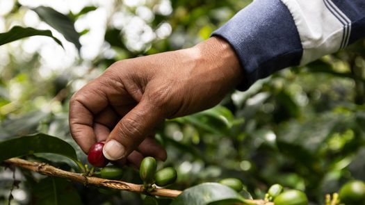 Se espera que a partir de diciembre próximo el Minsa atienda entre mil 500 y mil 700 personas que migran a este sector para participar en la recolección de café.