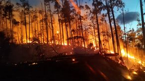 Incendio en Reserva Forestal La Yeguada afecta más de 100 hectáreas