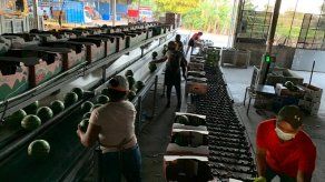 Inicia exportación de sandía desde Río Grande Coclé hacia mercados europeos