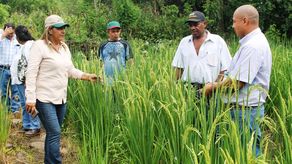 Productores y autoridades realizaron un recorrido en la zonas de mayor producción en Alanje donde se pudo verificar que la etapa de cosecha de arroz está en su máxima capacidad.