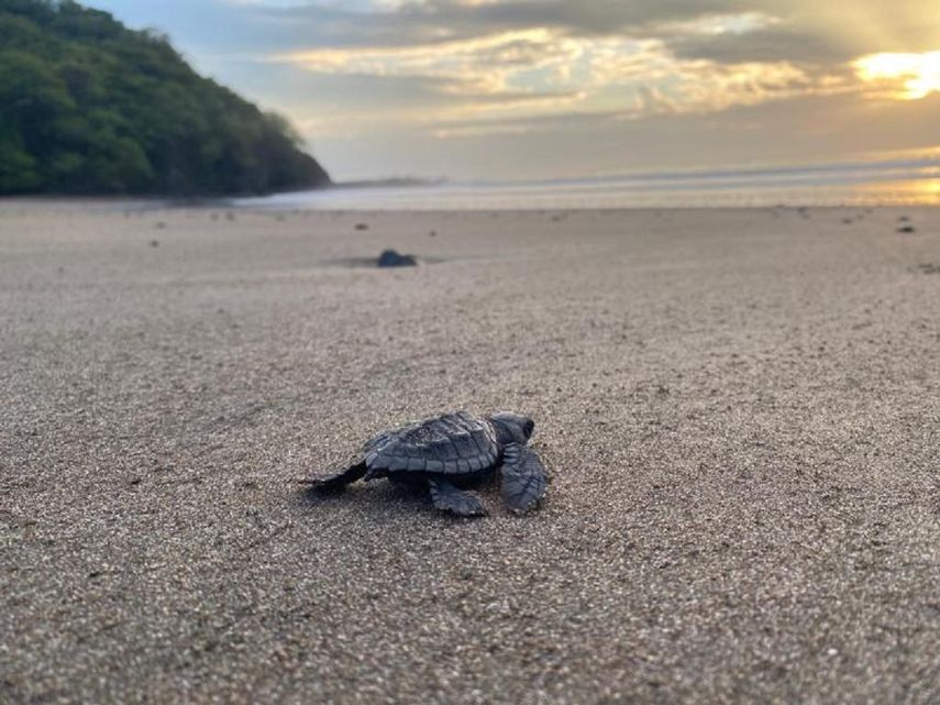 Panamá ya está preparada para ser la sede del XIX Congreso Latinoamericano de Ciencias del Mar 2022 (COLACMAR), el evento oceanográfico más importante del Continente Americano a realizarse por primera vez en nuestro país del 19 al 23 de septiembre de 2022.