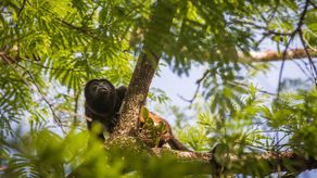 MiAMBIENTE entrega informa y resalta 326 animales rescatados en lo que va de 2023