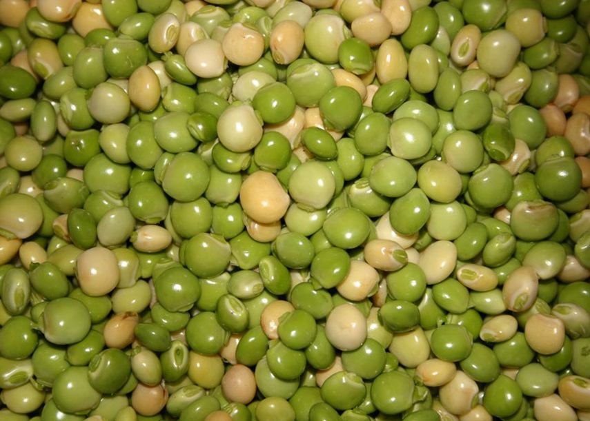 Panamá: Costo del guandú podría incrementar debido a hongo.