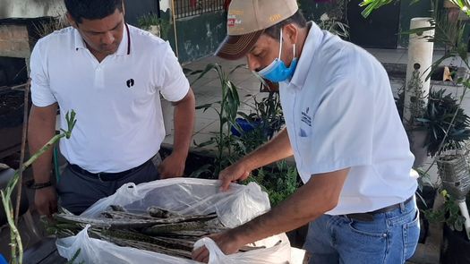 MiAmbiente busca las estrategias necesarias para la protección del árbol Guayacán luego de su inclusión en el apéndice II, fortaleciendo las regulaciones para la comercialización de manera lícita, sostenible y trazable a nivel mundial.