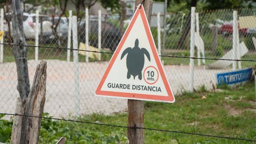 Instan a la protección de las tortugas marinas, lanzan campaña en Chame